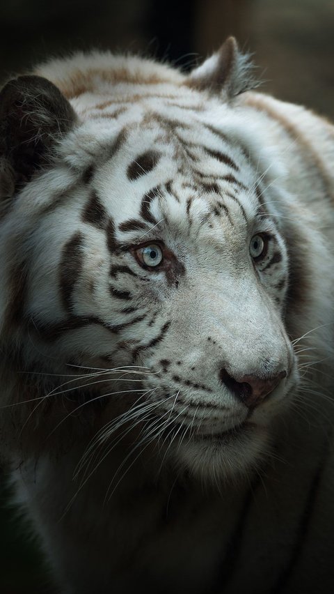 6 Fun Facts About White Tigers That You Never Know | trstdly: trusted ...