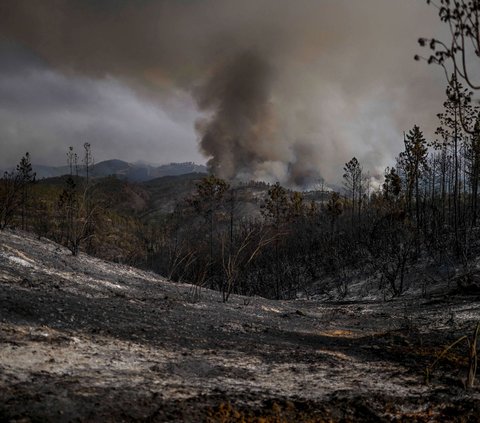 Keadaan lahan hutan di Portugal semakin hangus akibat kebakaran yang disebabkan oleh gelombang suhu panas ekstrem yang masih melanda negara tersebut.