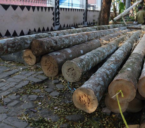 Pohon pinang mulai ramai dijual menjelang perayaan HUT ke-78 Kemerdekaan RI pada 17 Agustus.<br /><br />Penjual pohon pinang ini tampak menjamur di kawasan Manggarai, Jakarta Selatan, pada Rabu (9/8/2023).
