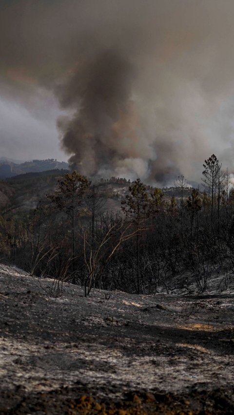 FOTO: Amukan Si Jago Merah Terus Menghanguskan Isi Hutan Portugal, Suhu Panas Ekstrem Jadi Penyebabnya