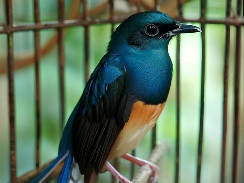 Jangan Memandikan Burung Murai yang Mabung