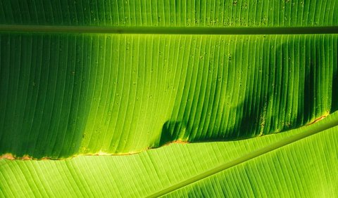 3. Menggunakan Daun Pisang