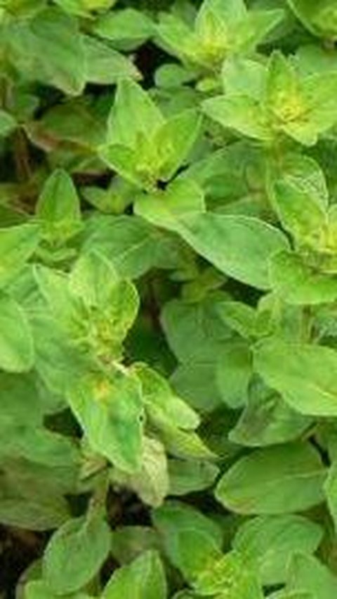 9. Oregano