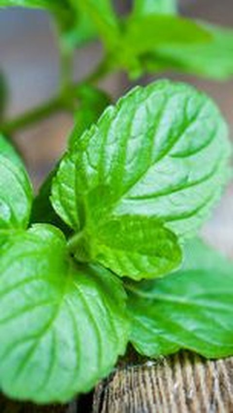 10. Daun Mint