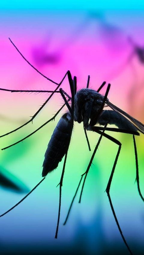 Pemilihan warna yang tepat bisa memengaruhi ketertarikan nyamuk pada Anda, oleh karena itu hal ini perlu diperhatikan.