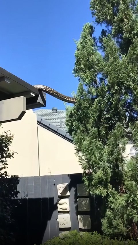 The action of a 5-meter long Python Snake `Parkour` in the Backyard, Sends Shivers Seeing Its Appearance.