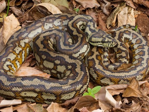 Action of 5 Meter Long Python Parkour in the Backyard, Chilling to See the Appearance