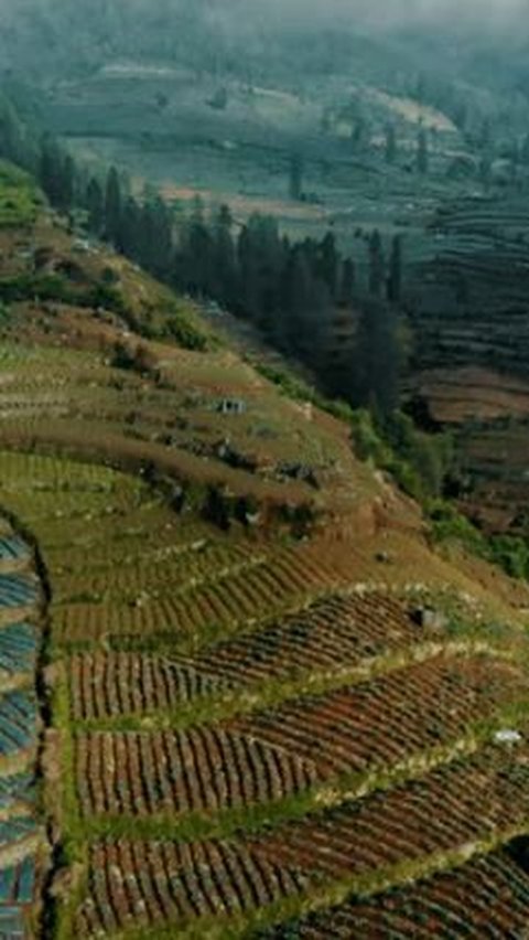 Mulai dari Temanggung hingga Kudus, Begini Sejarah Peradaban Tembakau di Jawa Tengah