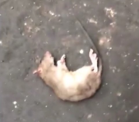 Viral Tikus Got Masuk ke Celana Montir, Bikin Warganet Ngeri