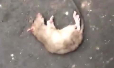 Viral Tikus Got Masuk ke Celana Montir, Bikin Warganet Ngeri