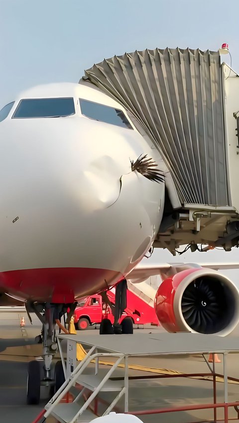 Viral! Video Bird Corpse Stuck in the Aircraft Nose\u00a0 causing Dents and Holes