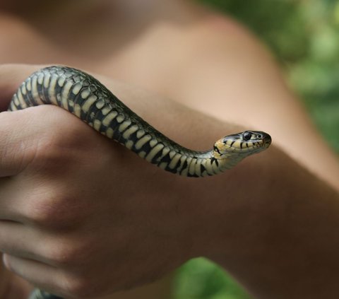 8 Meaning of Dreaming of Catching a Big Snake, a Sign of Career Success