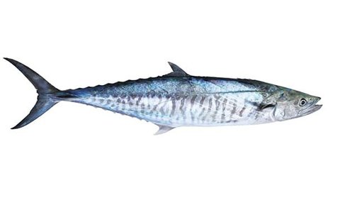 4. Ikan Tenggiri: Meningkatkan Kualitas ASI