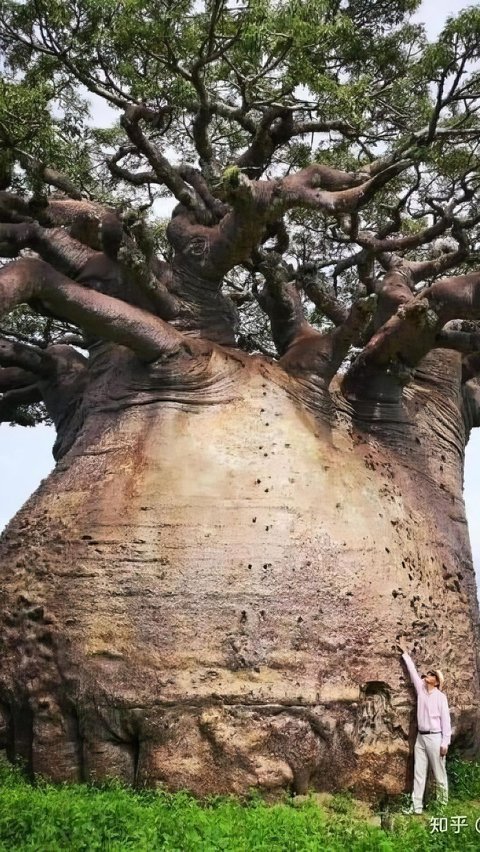 The largest Baobab tree in Madagascar. Also known as 'Tree of Life' or 'Mother of the Forest'.
