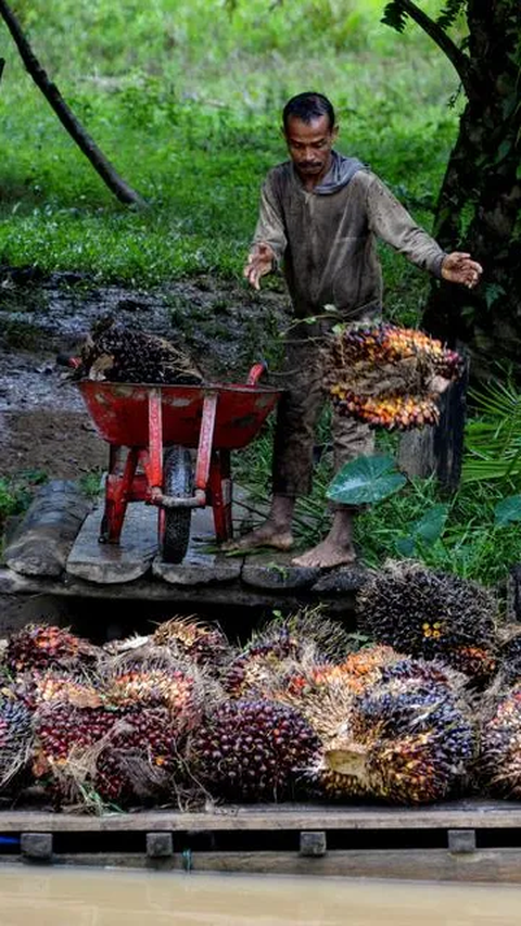 Dia juga mendesak Belanda untuk mendorong penghapusan UU Anti Deforestasi Uni Eropa (EUDR).