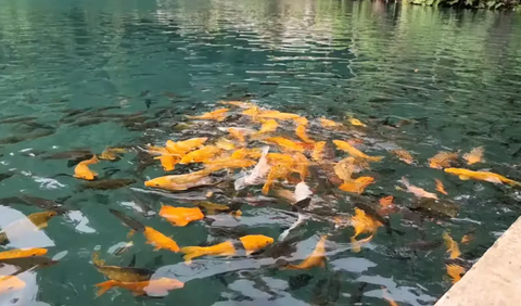 Berenang bersama ikan-ikan