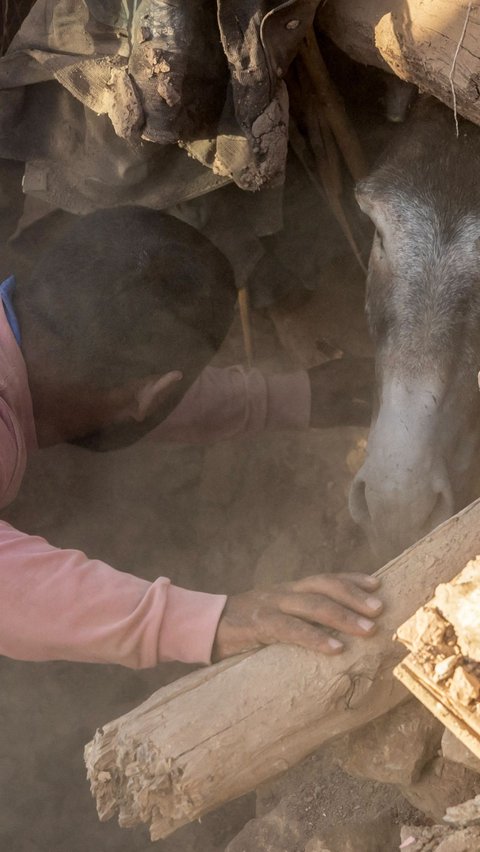 Saat melakukan penggalian reruntuhan bangunan pasca gempa bumi mengguncang Maroko, petugas menemukan seekor keledai dalam keadaan masih hidup.
