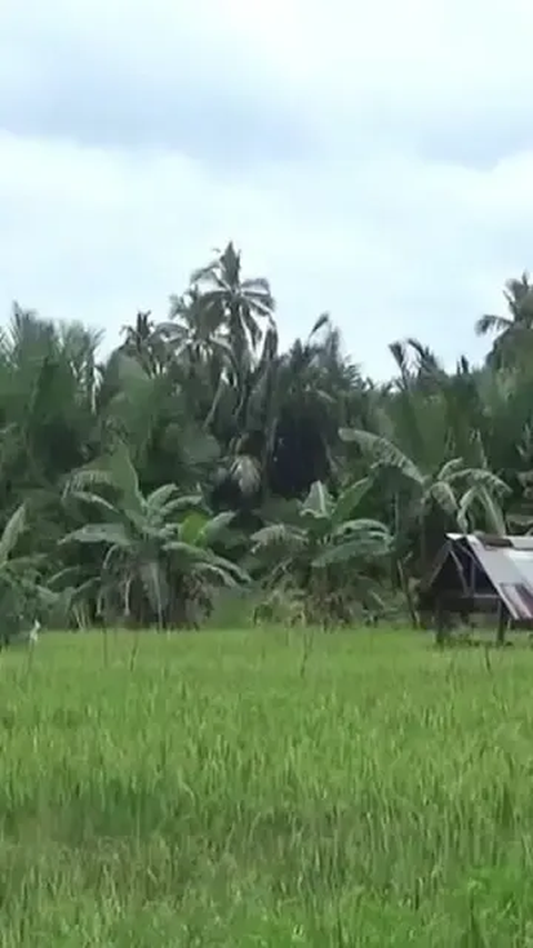 Tangani Elnino, Grobogan Andalkan Irigasi Perpompaan dan Perpipaan