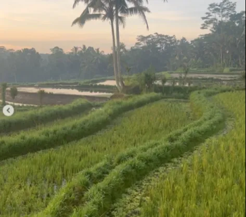 Tangani Elnino, Grobogan Andalkan Irigasi Perpompaan dan Perpipaan