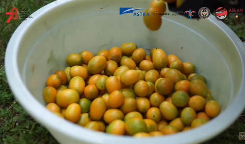 Bisa petik Kopi Dlundung dan rasakan kesegaran Jeruk Nagami.