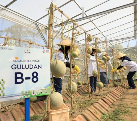 BRI Peduli Inspirasi Bertani di Kota (BRInita) Kembangkan Urban Farming di Lahan Sempit