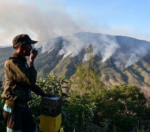 Taman Nasional Bromo Tengger Semeru (TNBTS) menyatakan kebakaran di kawasan Gunung Bromo telah berdampak pada kehidupan ragam jenis flora dan fauna. <br>