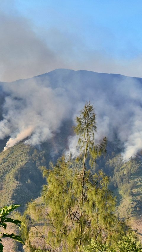 Seperti misalnya, bunga edelweisss ikut terbakar, elang Jawa serta lutung Jawa pun pergi meninggalkan kawasan TNBTS.