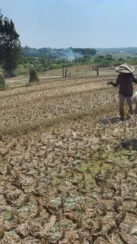 Di Kabupaten Tegal sendiri, ada tiga kecamatan yang mengalami kekeringan ekstrem yaitu Kecamatan Jatinegara, Suradadi, dan Warureja.