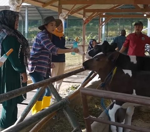 Momen Nikita Willy dan Sang Adik Jadi Peternak, Ngakak Banget Pas Sapi Buang Air Kecil Dikira Pecah Ketuban