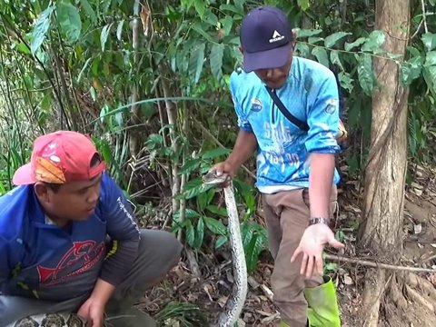 Apesnya Pemancing Ini, Tangan Mati Rasa Dililit Penunggu Hutan Kalimantan, Kepikiran Nyaris Pindah Alam