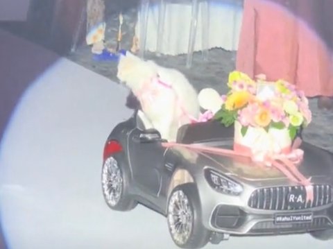 Viral Video Kucing Hadiri Pernikahan Pemiliknya, Bawa Cincin Nikah