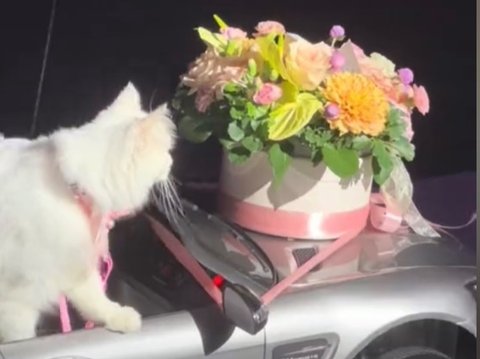 Viral Video Kucing Hadiri Pernikahan Pemiliknya, Bawa Cincin Nikah