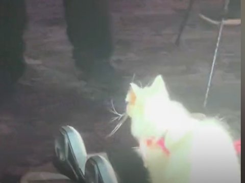 Viral Video Kucing Hadiri Pernikahan Pemiliknya, Bawa Cincin Nikah