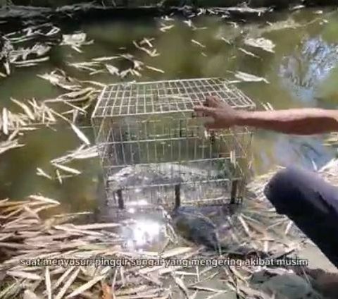 Bikin Geger, Pemuda Rembang Temukan Buaya di Sungai yang Mengering