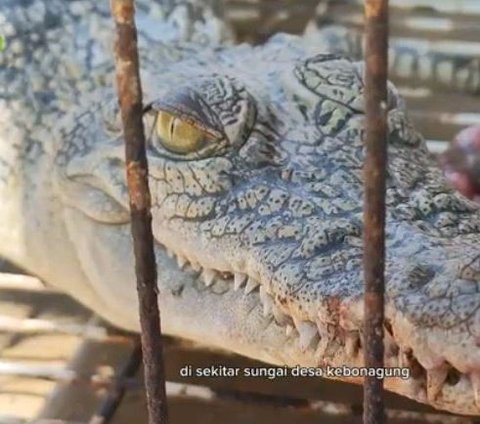 Bikin Geger, Pemuda Rembang Temukan Buaya di Sungai yang Mengering