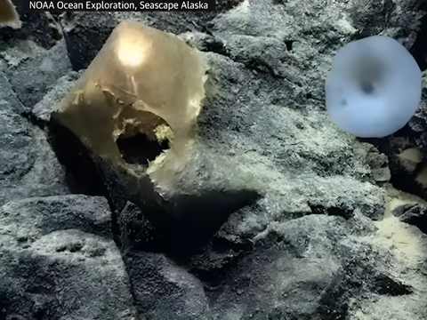 Researchers Confused to Find 'Golden Eggs' at the Bottom of the Sea: Its Shape is Strange, When Touched...