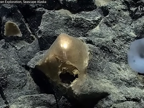 Researchers Confused to Find 'Golden Eggs' at the Bottom of the Sea: Its Shape is Strange, When Touched...