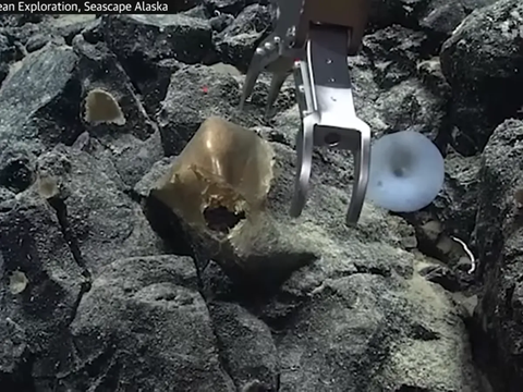 Researchers Confused to Find 'Golden Eggs' at the Bottom of the Sea: Its Shape is Strange, When Touched...