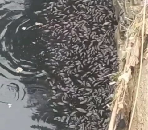 Air Sungai Cileungsi Menghitam dan Berbau Busuk, Ratusan Ikan Mati