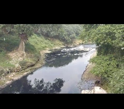 Air Sungai Cileungsi Menghitam dan Berbau Busuk, Ratusan Ikan Mati