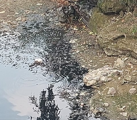 Air Sungai Cileungsi Menghitam dan Berbau Busuk, Ratusan Ikan Mati