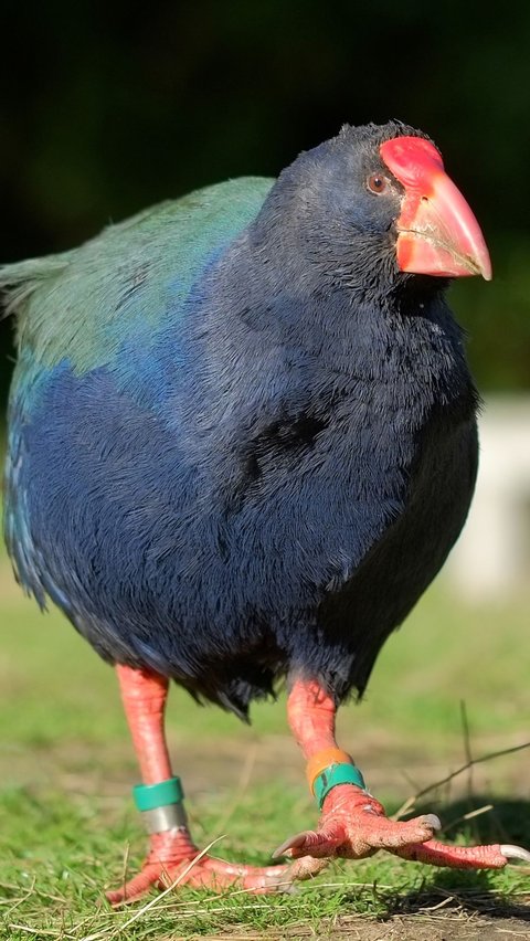 Burung Takahe merupakan burung bersayap tidak terbang yang merupakan simbol dari masa prasejarah di Selandia Baru.