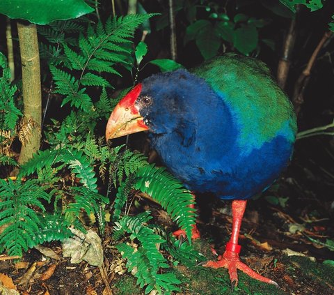 Sempat Dinyatakan Punah, Burung Prasejarah Ini Kembali Hidup Berkeliaran di Alam Bebas