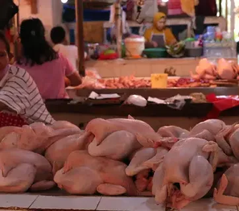 Pemerintah Gelontorkan Rp400 Miliar untuk Bansos Ayam dan Telur, Ini Daftar Penerimanya