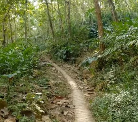 Jauh dari Keramaian, Ini Kisah Satu Keluarga Tinggal di Tengah Hutan Kebumen Selama 30 Tahun