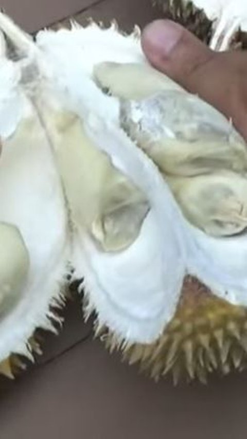 Di Klaten, terdapat wisata alternatif berupa kebun durian.