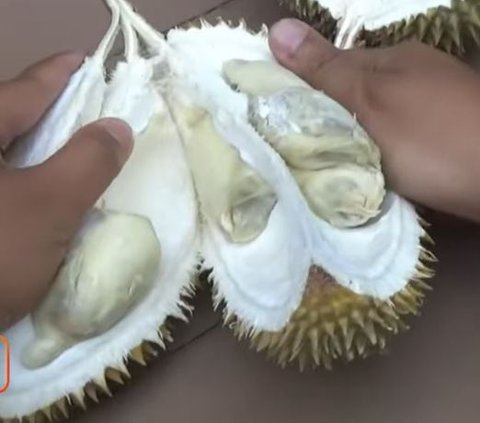 Menikmati Sensasi Kopi Dicampur Durian di Klaten, Bikin Ketagihan