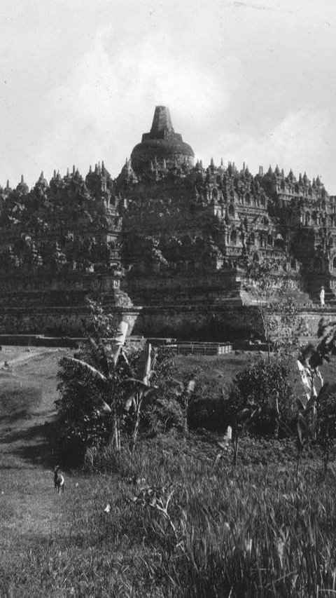 Potret Lawas Candi Borobudur Tahun 1912, Menjulang di Pinggir Sawah & Penuh Ilalang