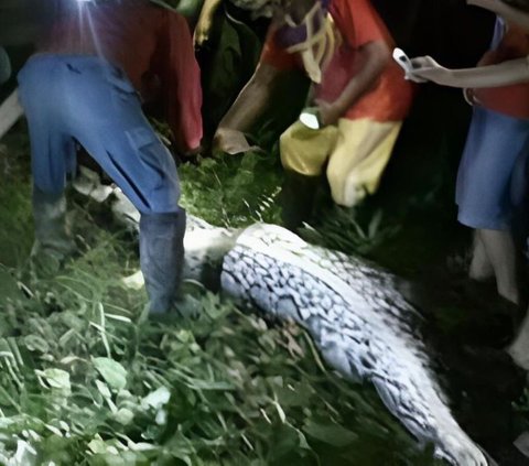 Terrifying Story: Sulawesi Residents Find Fat Snake in Ditch, When Its Stomach Was Split Open, They Found Something Shocking