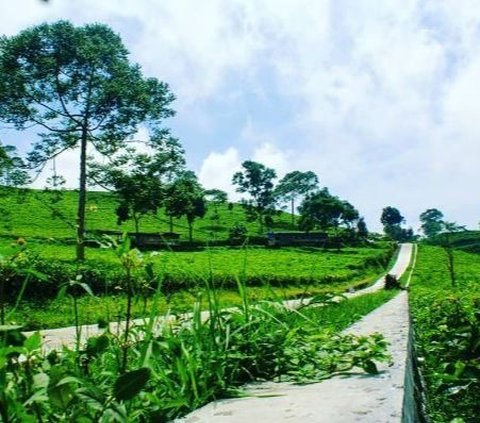 Sejarah Kebun Teh Kemuning, Sisa Kejayaan Mangkunegaran di Lereng Gunung Lawu